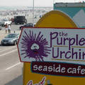 The Purple Urchin Apps & Drinks, Seaside