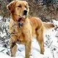 Dog Enthusiast Dinner, The Stoneforge - Foxboro, MA